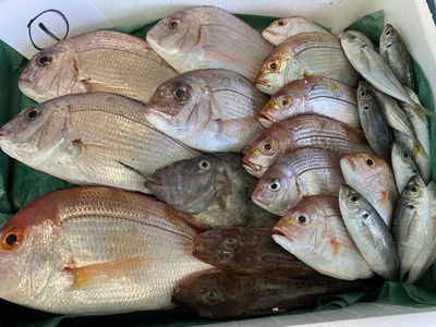 市場直送！【激安･ギガ盛り】鮮魚セット①