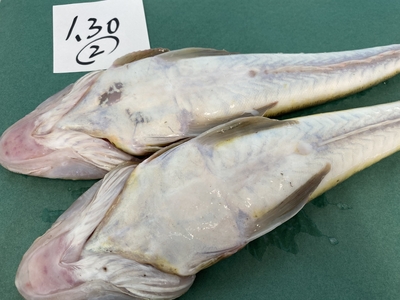 超激安ハイパーセール！【船上活〆】今が旬マゴチセット②1.30kg