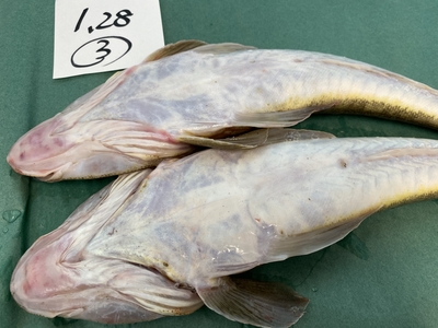 超激安ハイパーセール！【船上活〆】今が旬マゴチセット③1.28kg