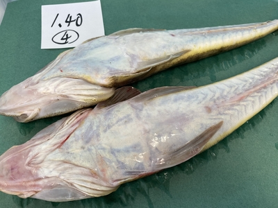 超激安ハイパーセール！【船上活〆】今が旬マゴチセット④1.40kg
