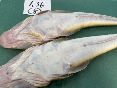 超激安ハイパーセール！【船上活〆】今が旬マゴチセット⑤1.36kg