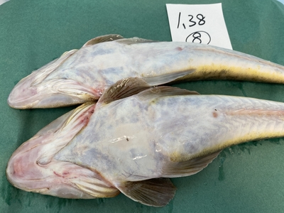 超激安ハイパーセール！【船上活〆】今が旬マゴチセット⑧1.38kg