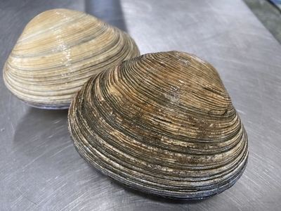 三河湾物！【超激安･超特大】活大アサリ(2個約700g)
