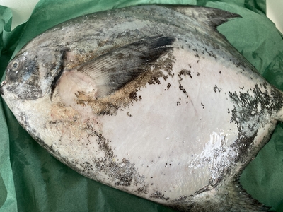 市場直送！【瀬戸内海の宝】極上マナガツオ(約1.7kg)