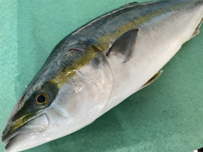 市場直送！【市場朝〆】活〆脂ハマチ(約2.1kg)