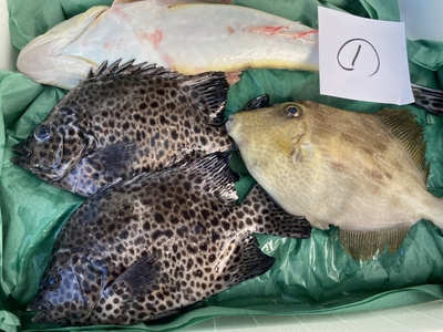 市場直送！【最終日まで残り2週間！】活〆鮮魚セット①