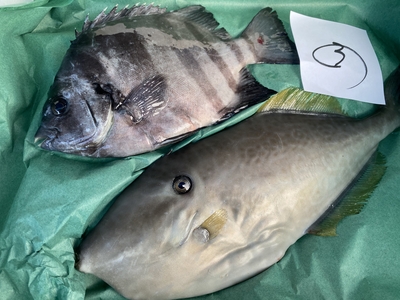 市場直送！【最終日まであと13日！】活〆鮮魚セット③