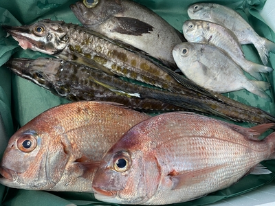 超激安ハイパーセール！【会長厳選】鮮魚BOX(天然真鯛、ハッカク、本メバル、シズ)
