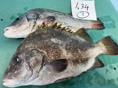 市場直送！【片名市場最終販売】活〆ヒゲソリダイ①1.34kg