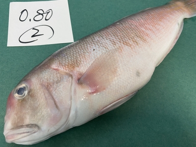市場直送！【片名市場最終販売】釣物極上シロアマダイ②0.80kg