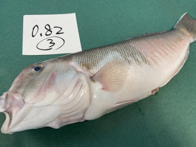 市場直送！【片名市場最終販売】釣物極上シロアマダイ③0.82kg