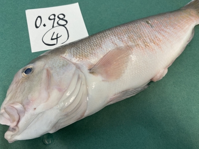 市場直送！【片名市場最終販売】釣物シロアマダイ④0.98kg