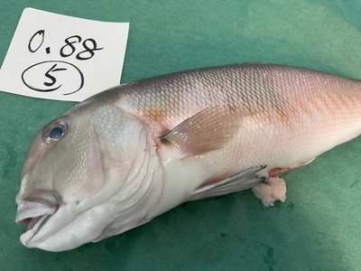 市場直送！【片名市場最終販売】釣物極上シロアマダイ⑤0.88kg