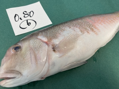 市場直送！【片名市場最終販売】釣物極上シロアマダイ⑥0.80kg