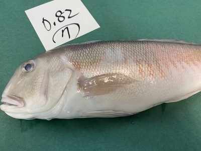 市場直送！【片名市場最終販売】釣物極上シロアマダイ⑦0.82kg