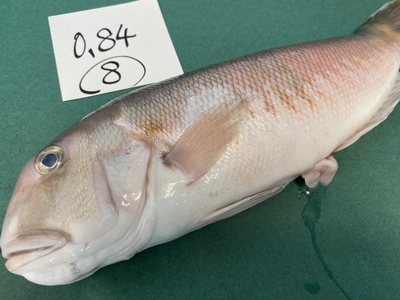 市場直送！【片名市場最終販売】釣物極上シロアマダイ⑧0.84kg