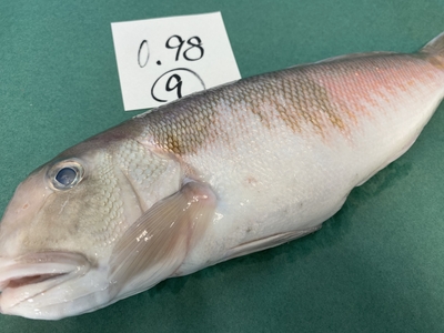 市場直送！【片名市場最終販売】釣物極上シロアマダイ⑨0.98kg