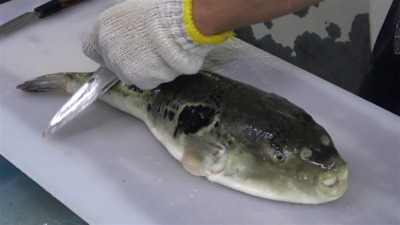 会長のお魚屋さん