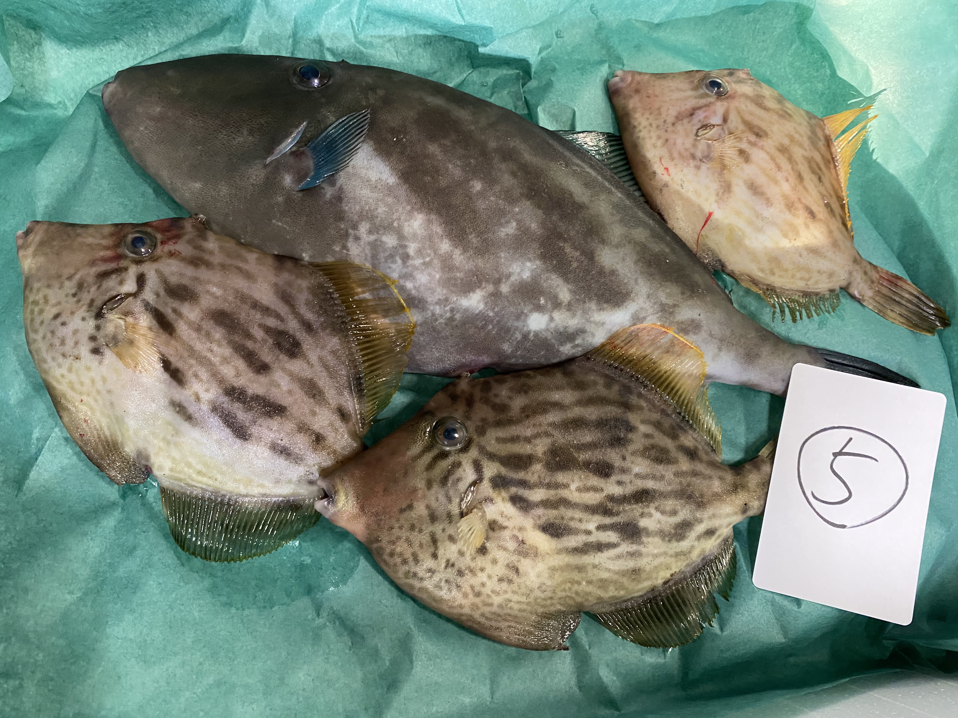 市場直送 活〆ウマヅラハギ カワハギセット 会長のお魚屋さん 市場直送 活〆ウマヅラハギ カワハギセット 会長のお魚屋さん