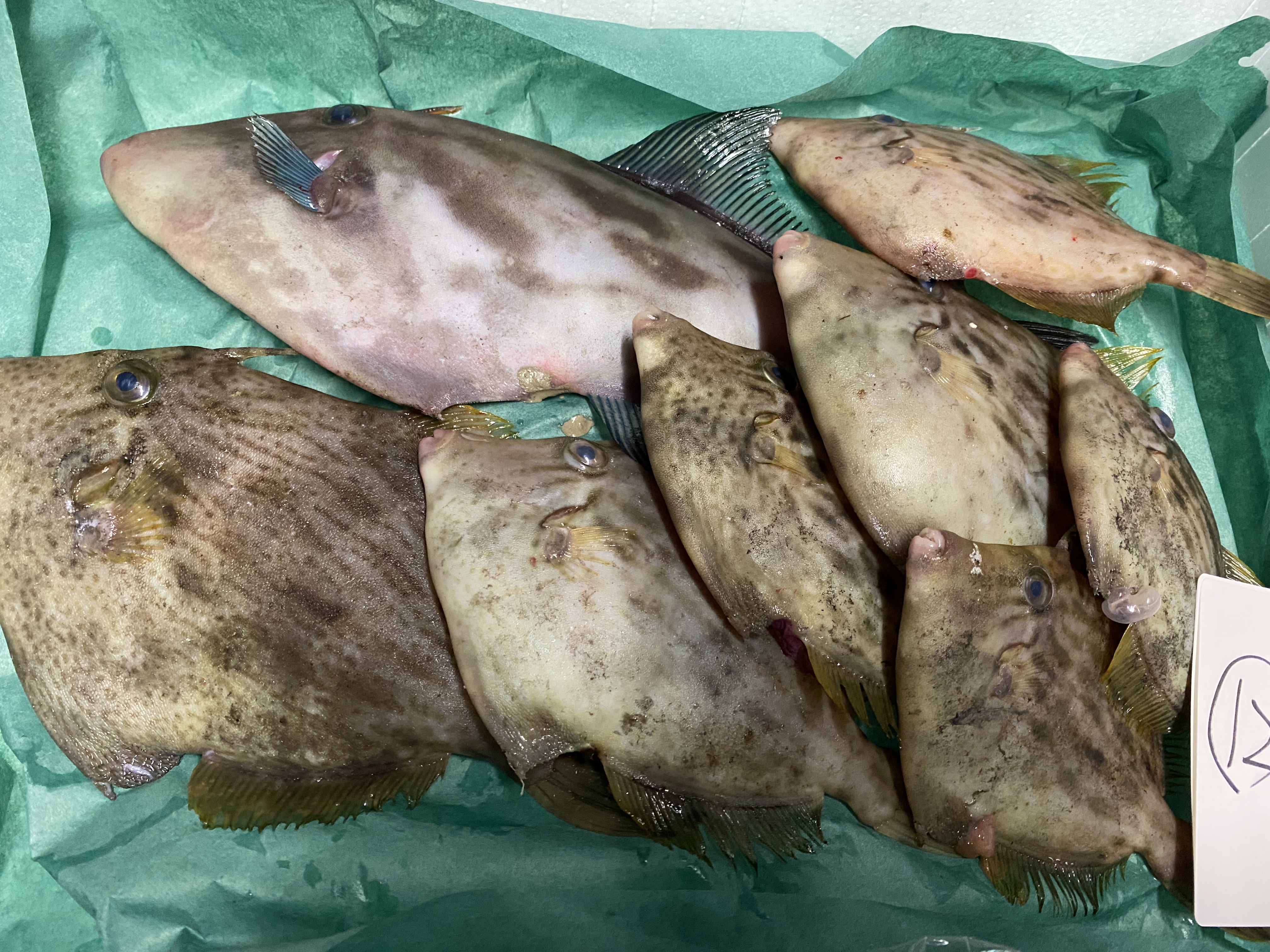 市場直送 船上氷〆本カワハギ ウマヅラハギセット 会長のお魚屋さん 市場直送 船上氷〆本カワハギ ウマヅラハギセット 会長のお魚屋さん