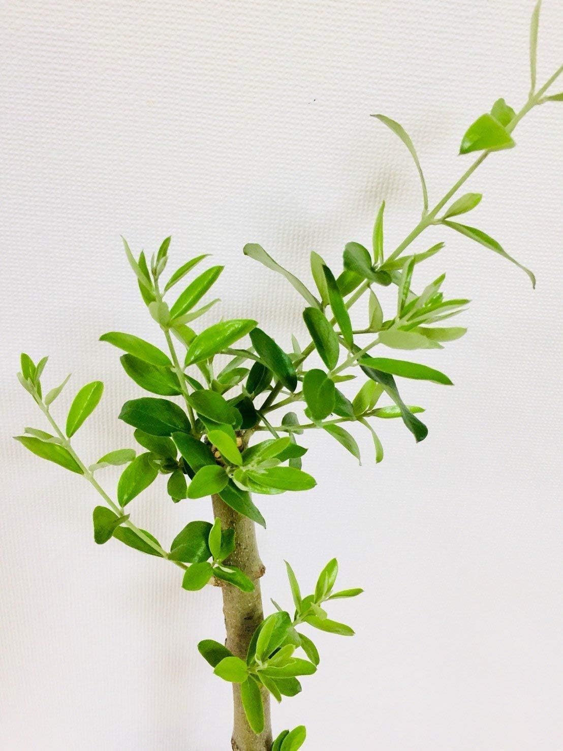 ⭐︎実付き⭐︎オリーブの木 ゲムリック 苗 苗木