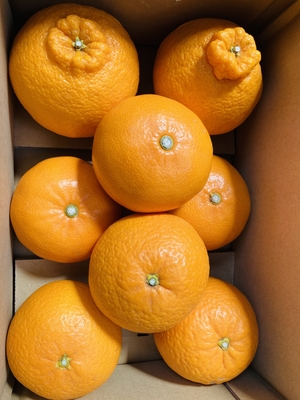 三種詰め合わせ