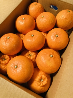 三種詰め合わせ