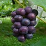 予約販売 長野県産 ナガノパープル 1房（600g～）　台湾向け