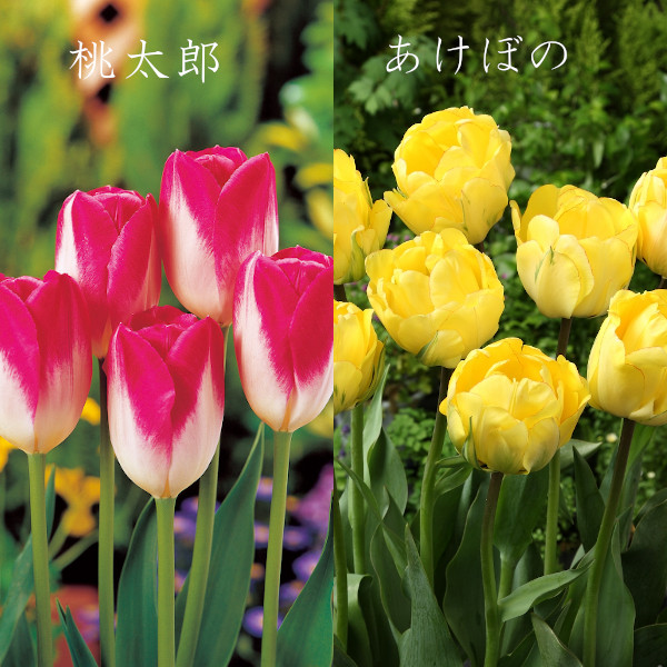 とやまオリジナルデラックス チューリップ球根 6品種 各5球 計30球入 道の駅 砺波オンライン