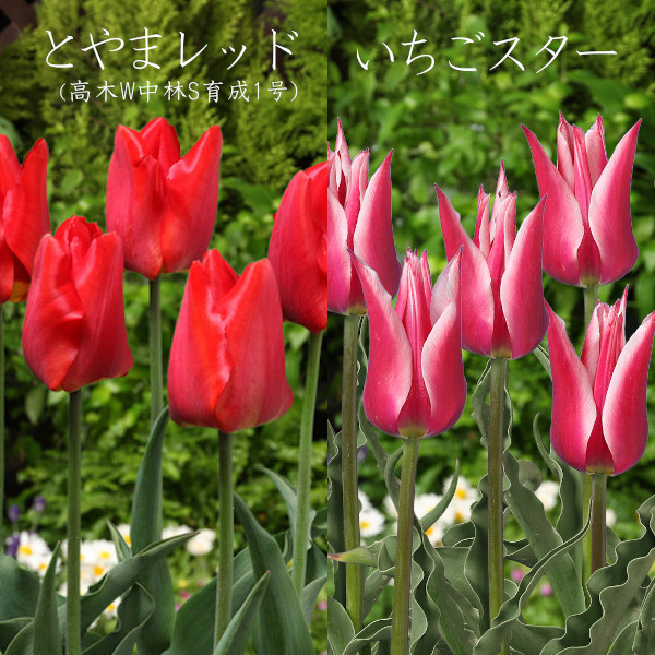 とやまオリジナルデラックス チューリップ球根 6品種 各5球 計30球入 道の駅 砺波オンライン