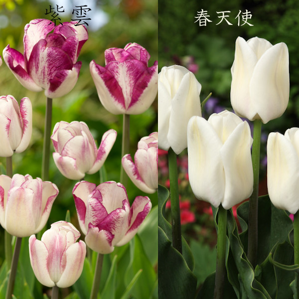 とやまオリジナルデラックス チューリップ球根 6品種 各5球 計30球入 道の駅 砺波オンライン