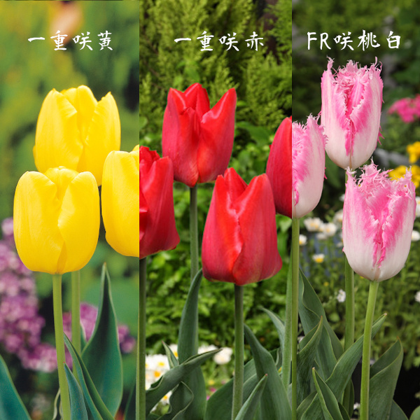 春いっぱい チューリップ球根 10品種 各10球 計100球入 道の駅 砺波オンライン