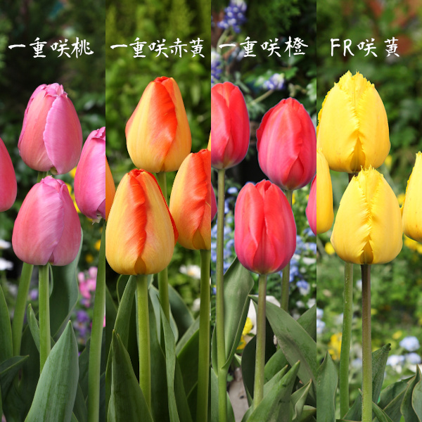 春いっぱい チューリップ球根 10品種 各10球 計100球入 道の駅 砺波オンライン