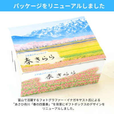 春きらら（チューリップ球根 6品種 各10球 計60球入）