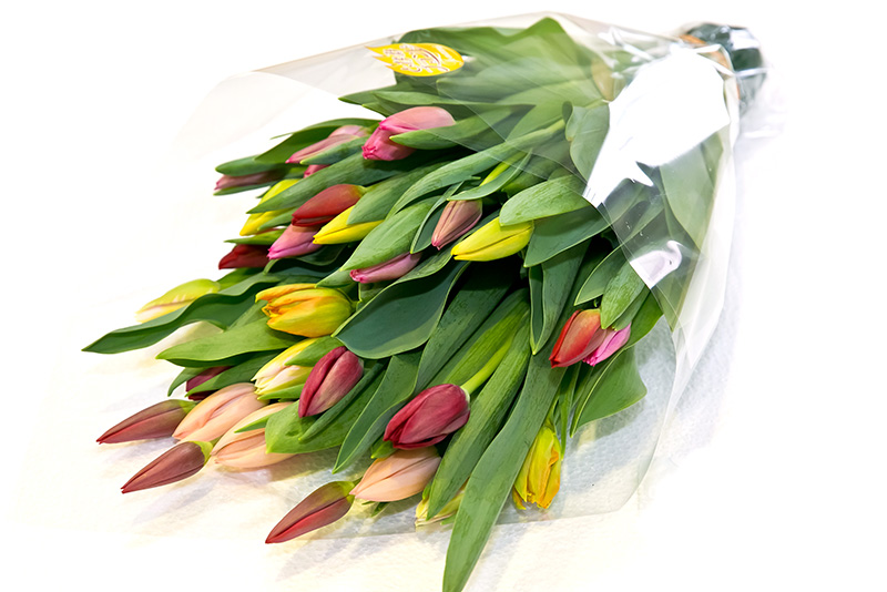 チューリップ花束12本入（簡易包装） | 道の駅 砺波オンライン