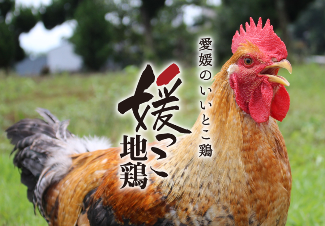 地鳥
