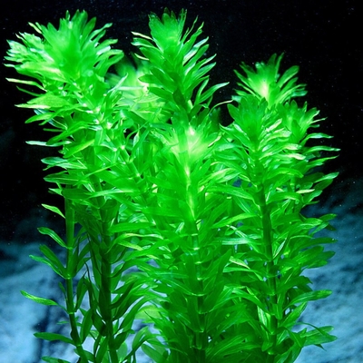 【ピコさん専用】アナカリス 水草 中型 大束 楽天市場】(水草) アナカリス 金魚 メダカ 水草 丈夫 産卵藻