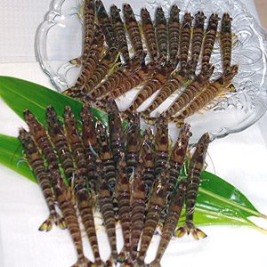 【未使用】A-10 活車えび　1.0kg（35～40尾）【送料無料】