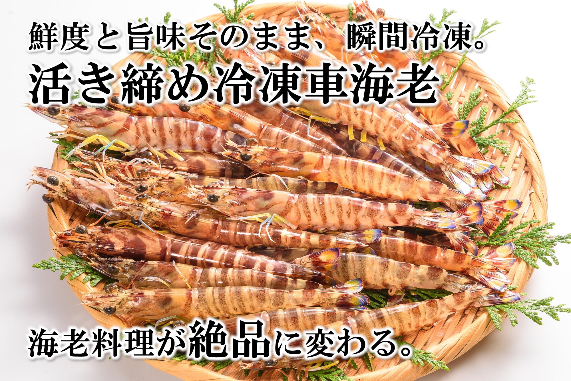 沖縄久米島特産 南西興産の車えび【生産者から直送】