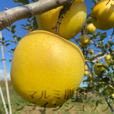 否バラ詰めA級品ジョナ・シナノゴールド詰合せ20キロ用木箱サイズダンボール詰 否バラ詰め【A級品りんご シナノゴールド・ジョナゴールド 割合