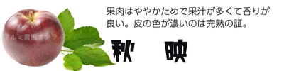 【贈答用・大玉】／秋映5キロ
