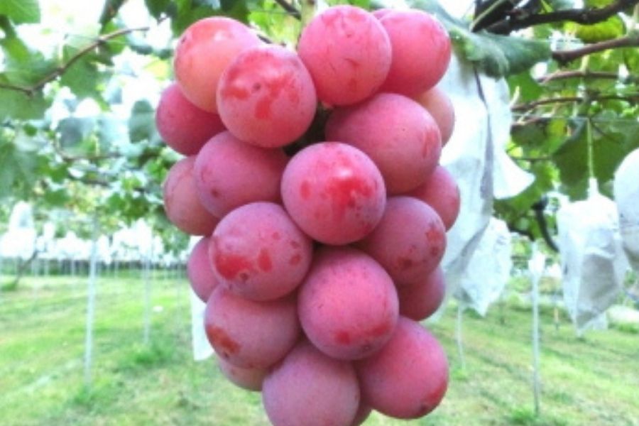 ニーナバイオレット3BOX 特選クイーンニーナ 3～5房（大粒1.8kg～） 種なし | 雨宮ファーム