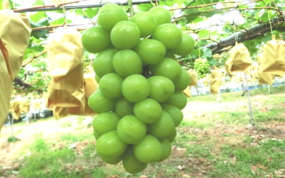 シャインマスカット 2kg | 石川efruitショップ