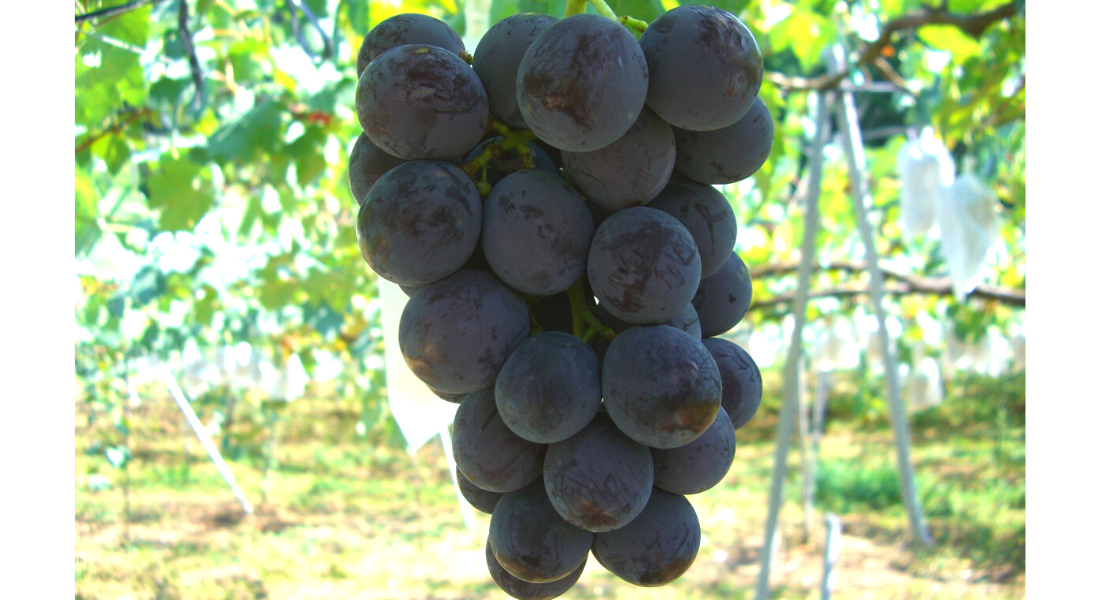 伊豆錦 | 石川efruitショップ