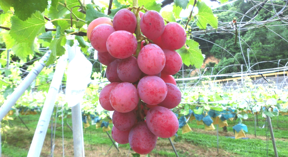 安芸クイーン | 石川efruitショップ