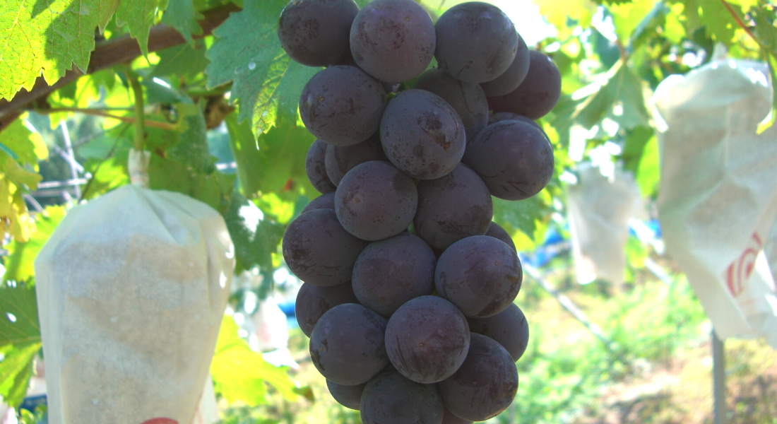 高妻 | 石川efruitショップ
