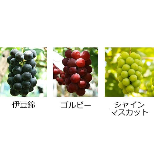 最上屋がお届けする山形のぶどう「極み3種2Kg詰合せ」 | くだものいち