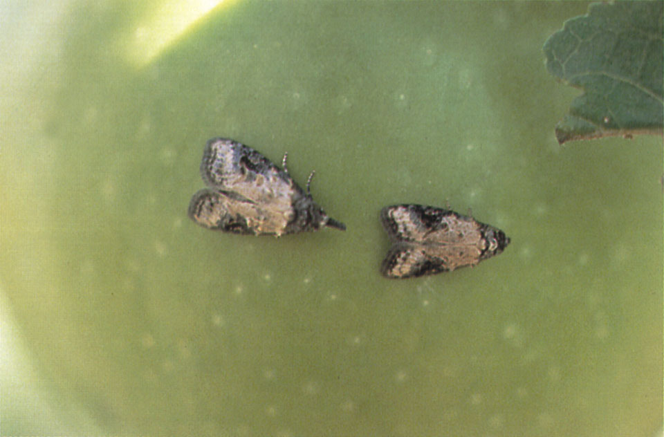 モモシンクイガ用（住友化学） | JPPAオンラインストア