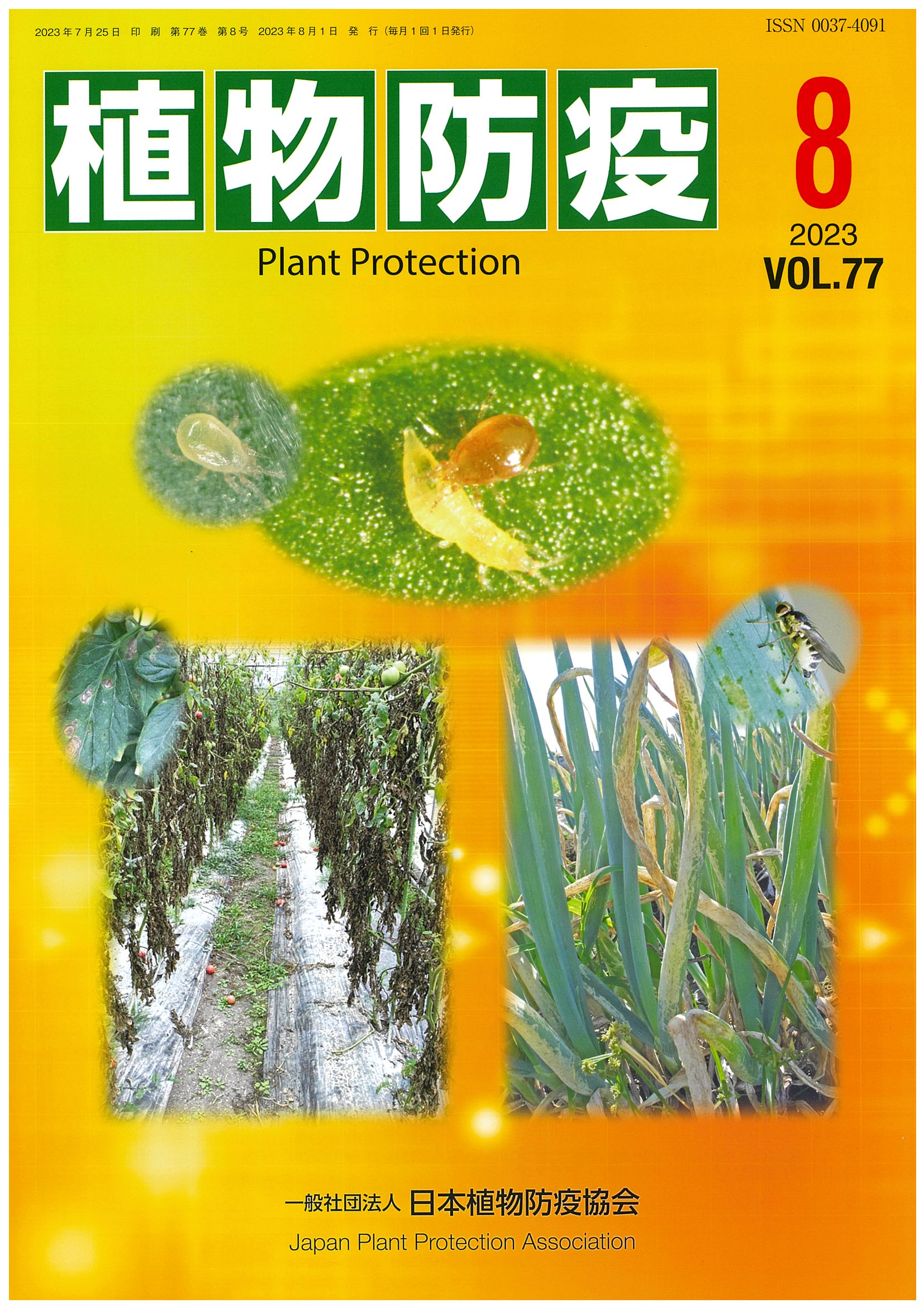 2月入荷 350粒+ パリー トランカータ 植物検疫証明書あり 種 種子 2月入荷 350粒+ パリー トランカータ 植物検疫証明書あり 種 種子