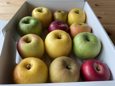 ６品種BOX    2025年ver.